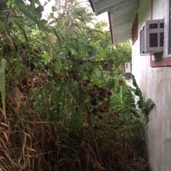 Radford Yard Service - Before - Landscaping Near Me - Honolulu, Hawaii Radford Yard Service - Before - Landscaping Near Me - Honolulu, Hawaii