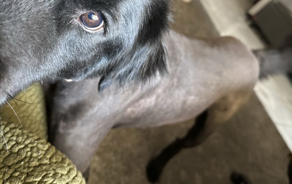 Best Friends Grooming - pet boarding facility in Rio Rancho, NM