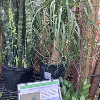 Estabrook's - Palms - Nurseries & Gardening Near Me - Yarmouth, Maine