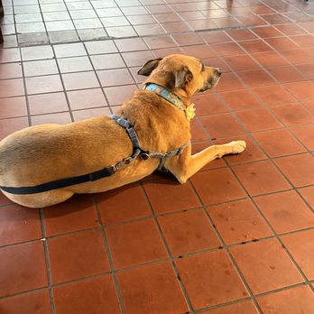 New Mandarin Garden - Cako loves it here! She only lies down when she does! - Chinese Near Me - San Clemente, California New Mandarin Garden - Cako loves it here! She only lies down when she does! - Chinese Near Me - San Clemente, California