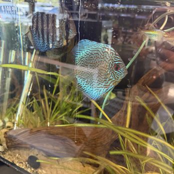 A Betta World - Aquarium Services Near Me - Las Vegas, Nevada