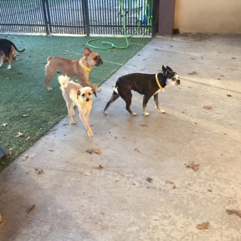Pet Resort in The Gardens - Pet Training Near Me - Arlington, Texas