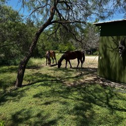 Bon Ton Roulet Cabins - They just walked up and stared eating honey mesquite seed pods. They didn't mind us at all! Y'all!
