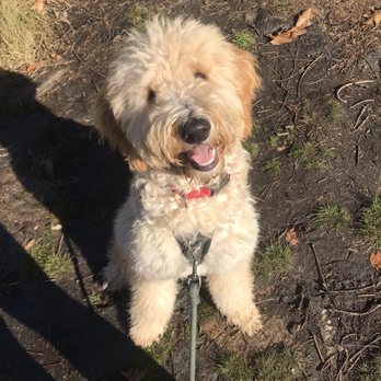 Home Buddy Company - Austie - Dog Walkers Near Me