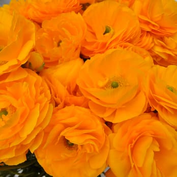The Flower Fields - Venues & Event Spaces Near Me - Carlsbad, California