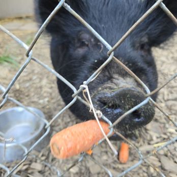 Olive The Parkrose Pig - Attraction Farms Near Me - Portland, Oregon Olive The Parkrose Pig - Attraction Farms Near Me - Portland, Oregon