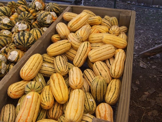 Curtis Orchard & Pumpkin Patch by null