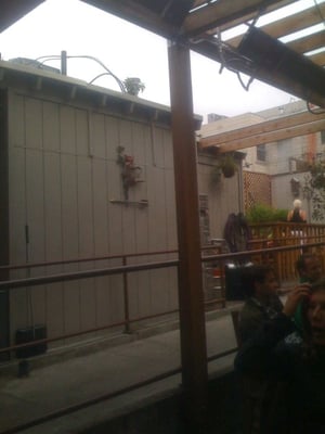 The Tipsy Pig by null