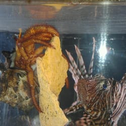 Pacific Aquariums - Volitan lionfish checking out his new tank mate, white spotted hermit crab