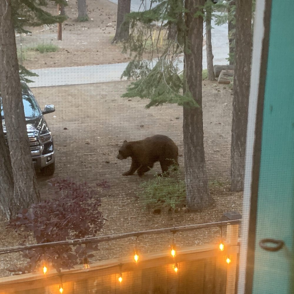 Spoon - Visiting Brown Bear. - New American Near Me - Tahoe City, California Spoon - Visiting Brown Bear. - New American Near Me - Tahoe City, California