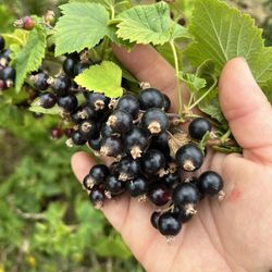 Fordyce Farm - Black currants - a superfood!