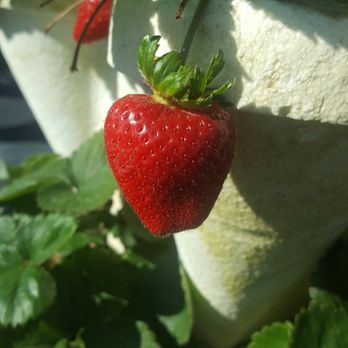 Brook Hollow Farms - a strawberry growing on a plant - Fruits & Veggies Near Me - Orlando, Florida Brook Hollow Farms - a strawberry growing on a plant - Fruits & Veggies Near Me - Orlando, Florida