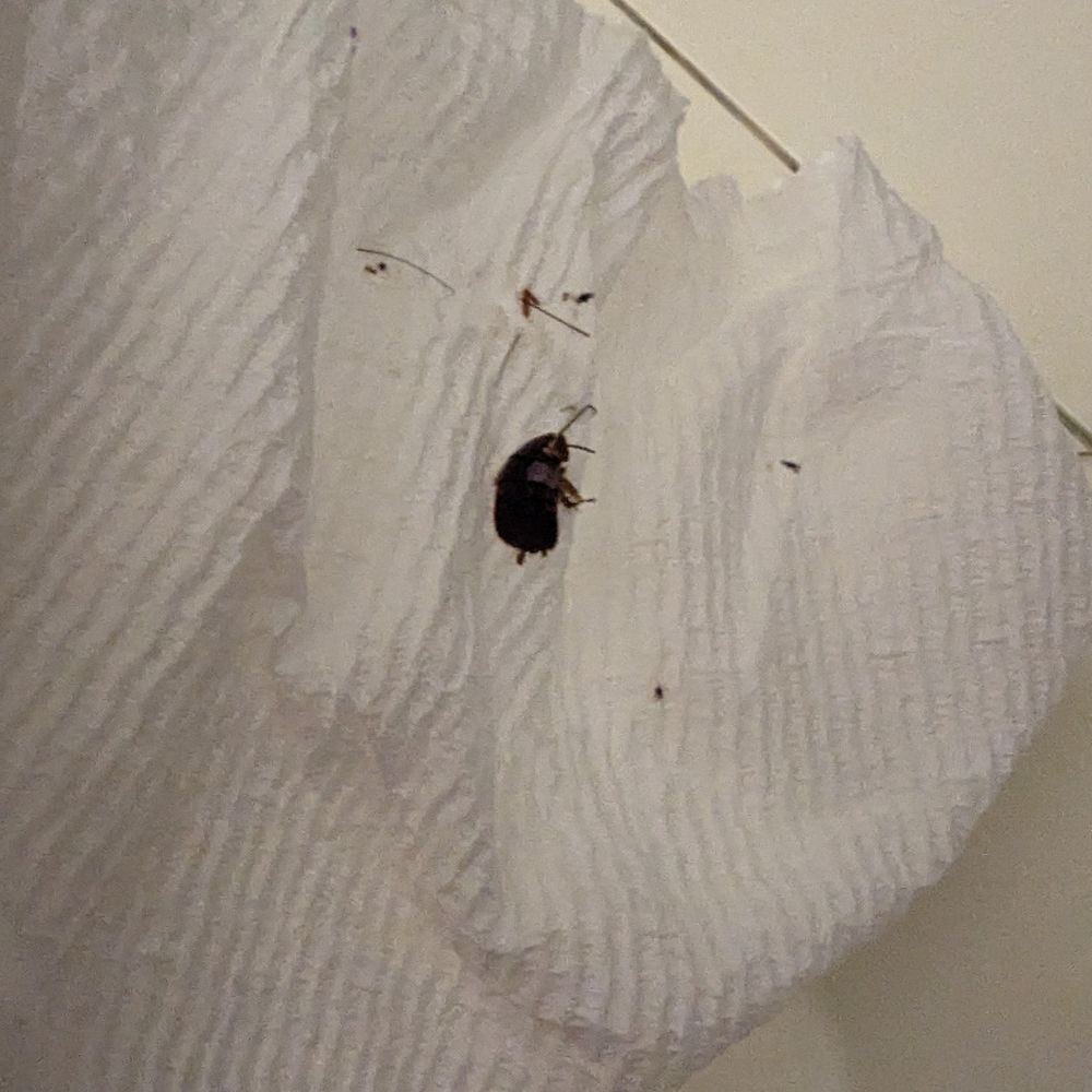 Midgett Realty - Rodanthe Office - 2 kinds of roaches - Property Management Near Me - Rodanthe, North Carolina Midgett Realty - Rodanthe Office - 2 kinds of roaches - Property Management Near Me - Rodanthe, North Carolina