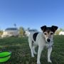 Off Paws - Private Dog Training