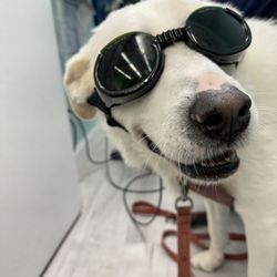Peace Love Pets Veterinary Care, A Thrive Pet Healthcare Partner