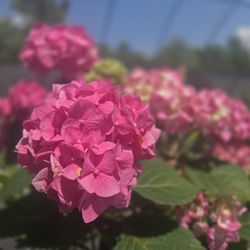 Hydrangeas for days. We stock over 30 different varieties.