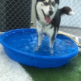 Buddies Boarding and Pet Sitting - Pet Groomers Near Me - Jacksonville, North Carolina Buddies Boarding and Pet Sitting - Pet Groomers Near Me - Jacksonville, North Carolina