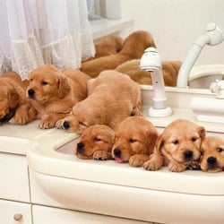 Petland Orlando East - Visit our puppy store in Orlando FL to find your next furry little friend.