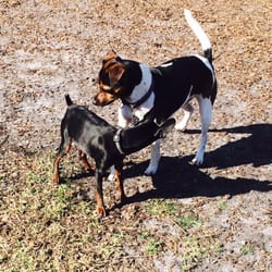 Lantana Dog Park - Sweet friends!