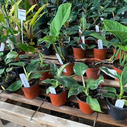 Plant & See Nursery - Rare philodendrons