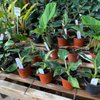 Plant & See Nursery gift card