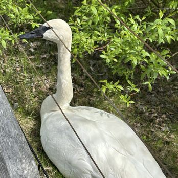 The Alaska Zoo - Swan - Zoos Near Me - Anchorage, Alaska The Alaska Zoo - Swan - Zoos Near Me - Anchorage, Alaska