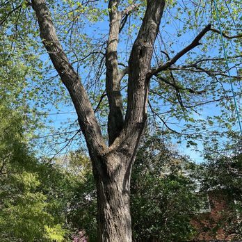 King Tree Services - For tree service in Manassas, VA, call King Tree for a free consultation. - Tree Services Near Me - Manassas, Virginia