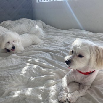 Hello Kim's Grooming - Pet Groomers Near Me - La Mirada, California