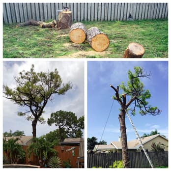 AL Tree - 50ft Pine Removal - Tree Services Near Me AL Tree - 50ft Pine Removal - Tree Services Near Me