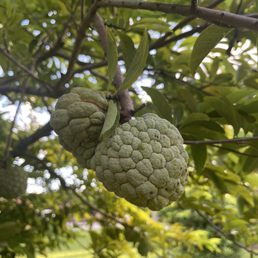 Sugar apple Sugar apple