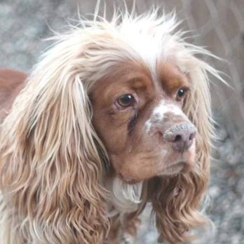 Underdog Training - RIP Einstein - Pet Training Near Me Underdog Training - RIP Einstein - Pet Training Near Me
