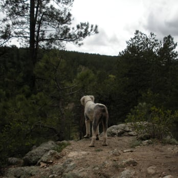 Elk Meadow Park - Dog Parks Near Me - Evergreen, Colorado