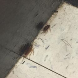 Carnegie Junior High School - Roaches in Mr bond class