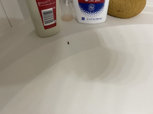 Grand Venetian by null