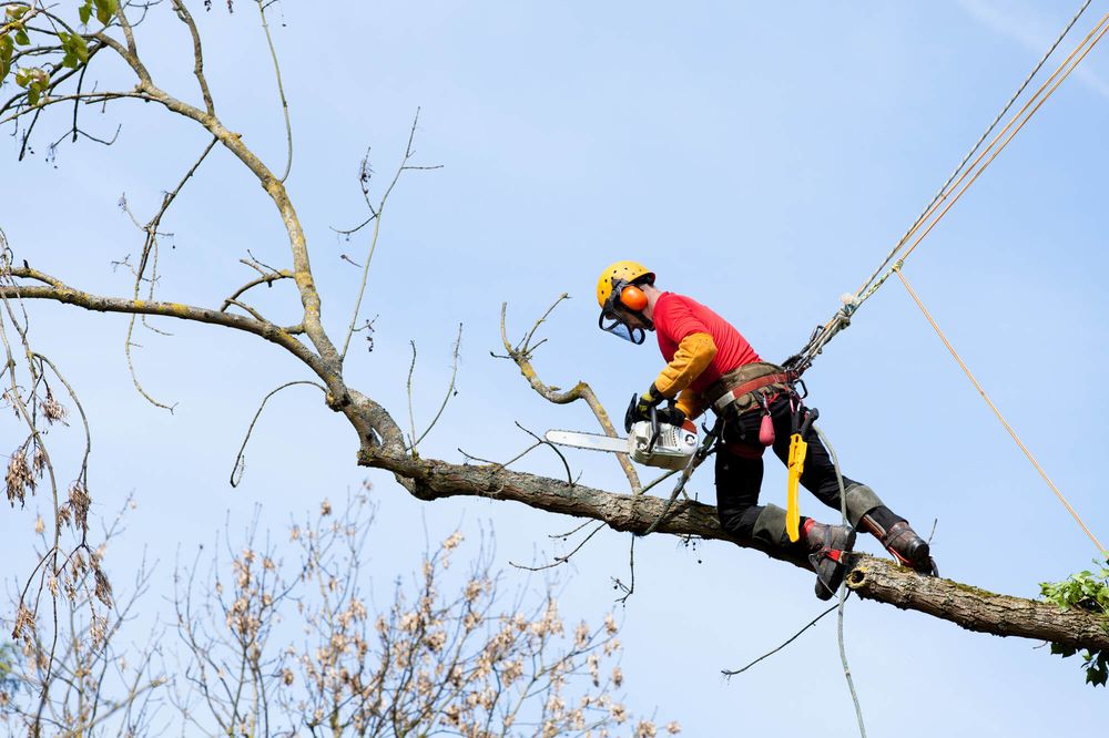 Tree Wise Men - tree service in Jacksonville, FL