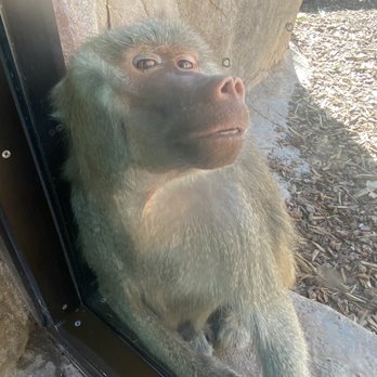 Phoenix Zoo - Sup buddy? - Zoos Near Me - Phoenix, Arizona Phoenix Zoo - Sup buddy? - Zoos Near Me - Phoenix, Arizona