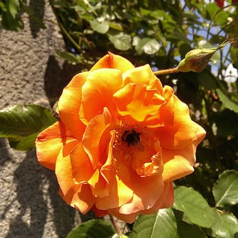 Château de Cheverny - bee in a rose in the garden - Castles Near Me - Cheverny, 41