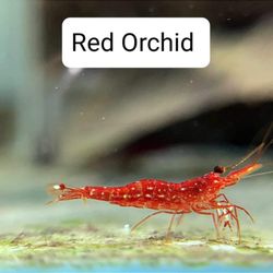 Bright Aquarium - Sulawesi shrimp
