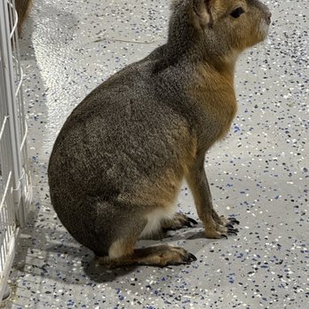 Capybara Cafe - Patagonian mara - Themed Cafes Near Me - St. Petersburg, Florida Capybara Cafe - Patagonian mara - Themed Cafes Near Me - St. Petersburg, Florida