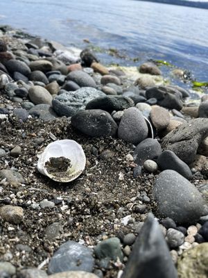 Point Robinson Lighthouse by null