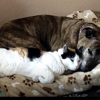 Keelie's Pet Sitting - We love Keelie! - Pet Sitting Near Me Keelie's Pet Sitting - We love Keelie! - Pet Sitting Near Me