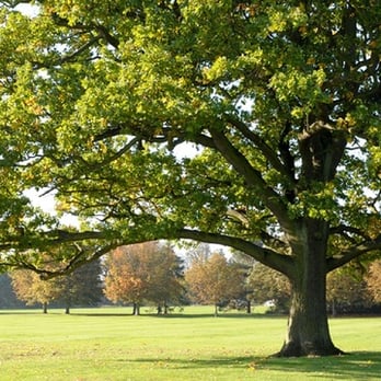 David Lukeman Tree Care - Tree Services Near Me - Birmingham, XWM