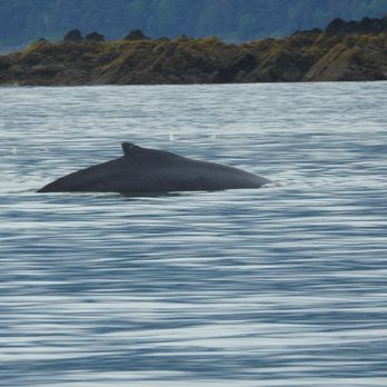 Alaska Tales - Whale Watching Tours Near Me - Juneau, Alaska Alaska Tales - Whale Watching Tours Near Me - Juneau, Alaska