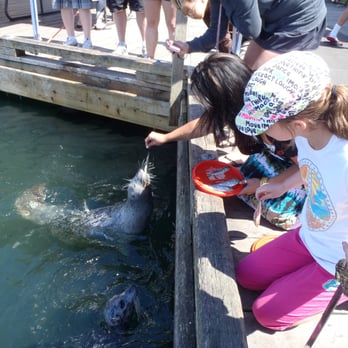 Fisherman's Wharf - Feeding the sea lions - Fish & Chips Near Me - Victoria, British Columbia