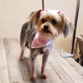 Shampooches - Pet Groomers Near Me - Salem, Wisconsin Shampooches - Pet Groomers Near Me - Salem, Wisconsin