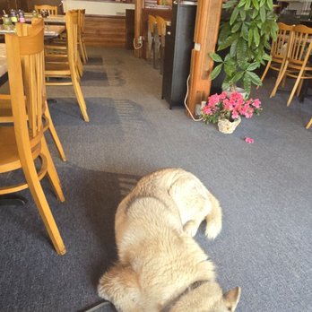 CQ Noodles - Dave the dog - Chinese Near Me - San Francisco, California