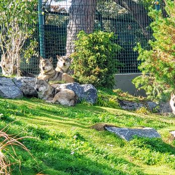 Dublin Zoo - Grey wolves - Zoos Near Me - Dublin, D Dublin Zoo - Grey wolves - Zoos Near Me - Dublin, D