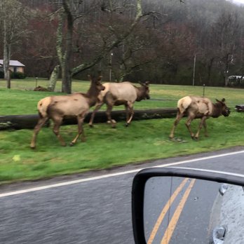 Oconaluftee Islands Park - Beautiful ELK! - Parks Near Me - Cherokee, North Carolina