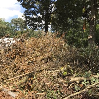 A Plus Tree Service - Tree Services Near Me - Georgetown, Delaware A Plus Tree Service - Tree Services Near Me - Georgetown, Delaware