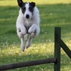 Celestine Dog Training